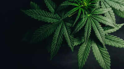Hospital visits for Marijuana use linked to 72% higher dementia risk, major study warns 1 marijuana 2