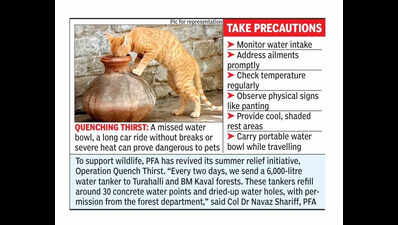 Veterinarians see rise in dehydration cases among animals in Bengaluru | Bengaluru News