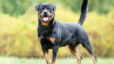 Dogs can warn humans of this quickly spreading disease, study reveals |