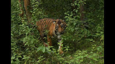Forest minister orders audit of tiger deaths in Karnataka over past 5 years | Bengaluru News