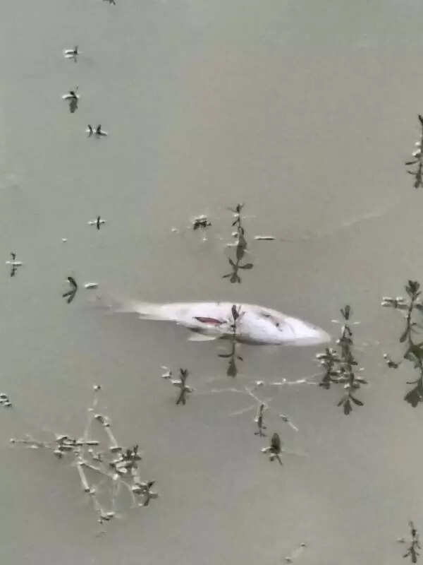 msid 123265037imgsize 11080.cms