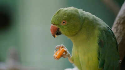 8 toxic foods you should never feed your parakeet for safe nutrition