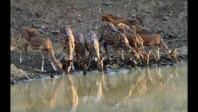 mumbai injured spotted deer rescued from kanjurmarg