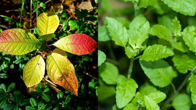 can a bael tulsi drink help manage blood sugar naturally