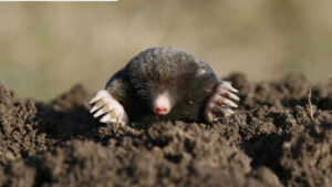 daily mistakes that could be attracting moles to your gardens and lawns