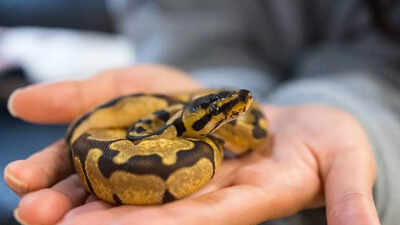 do snakes feel attached to their owner and form a quiet bond