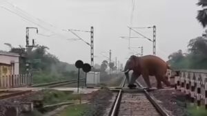 elephant crossing track