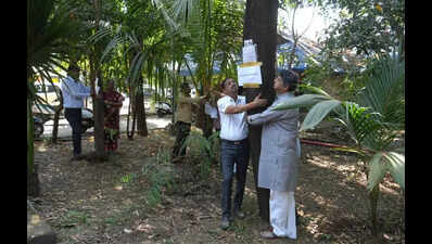 green activists allege illegal tree cutting at thane mental hosp campus demand probe