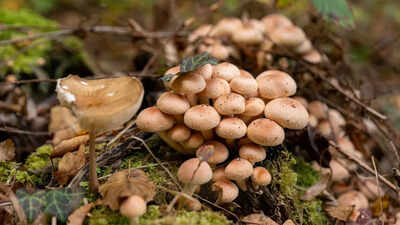 marshmallow root benefits what this soothing traditional herb may help with