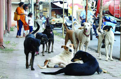 schools told to strictly adhere to sops on managing stray dogs