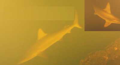 sharks in volcanoes