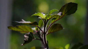 tulsi for diabetes how holy basil supports blood sugar control improves insulin sensitivity reduces stress and boosts overall health