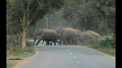 supreme court appointed panel inspects bannerghatta national park to assess eco sensitive zone reduction