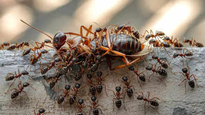 why lizards rats cockroaches ants and spiders show up in your home during winter and how to get rid of them